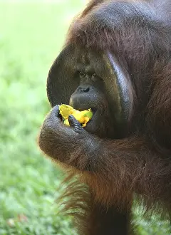 Wildlife Food Photography Imprime: The orangutan eats a mango