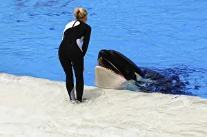 Wild Animal Encounter Imprime: An orca in the pool interacts with a trainer at the surface