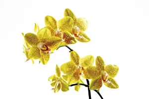 Spermatophyte Flora Imprime: Orchids