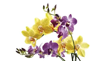 Lilac Blossom Imprime: Orchids