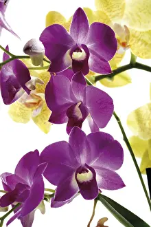 Lilac Blossom Imprime: Orchids