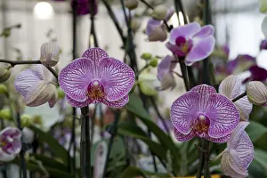 Purple Flowering Plants Imprime: Orchids