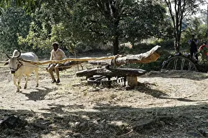 Indian Animal Husbandry Imprime: An ox pulls a wagon, driven by a man