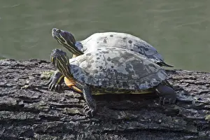 Reptile Images Imprime: A pair of turtles