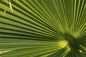 Palm Tree Detail Imprime: Palm leaf, detail