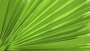 Deserted Garden Background Imprime: Palm leaf texture for background