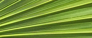 Summer Holiday Concept Imprime: Palm leaf texture for background