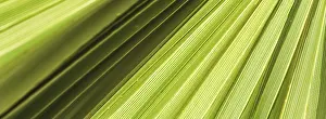 Summer Holiday Concept Imprime: Palm leaf texture for background