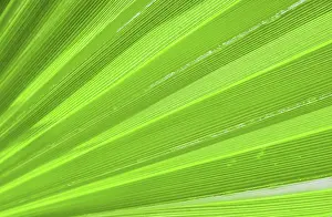 Palm Leaf Texture Imprime: Palm leaf texture for background