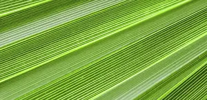 Summer Holiday Concept Imprime: Palm leaf texture for background