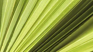 Coconut Palm Tree Photo Imprime: Palm leaf texture for background