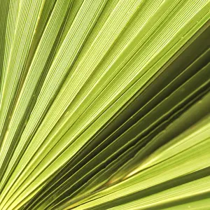 Summer Holiday Concept Imprime: Palm leaf texture for background