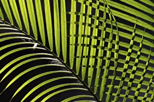 Palm Leaf Pattern Imprime: Palm leaves, pattern