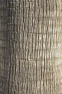Deserted Palm Trees Imprime: Palm tree, section from the trunk