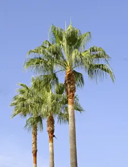 Deserted Palm Tree Landscape Imprime: Three palm trees
