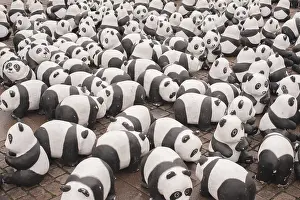 Historic Town Hall Square Germany Imprime: Panda bear