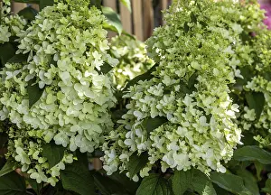Umbellifer Flowering Imprime: Panicle hydrangea (Hydrangea paniculata)