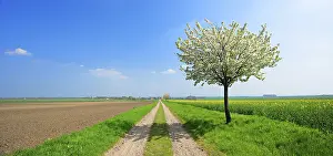 Spring Landscape Germany Imprime: Panorama, field path through fields in spring
