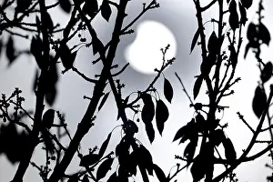 Solar Eclipse Germany Imprime: Partial solar eclipse on 25. 10