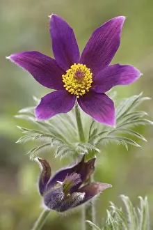 Pasque Flower Imprime: Pasque flower