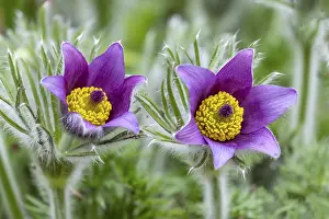 Ornamental Plants Imprime: Pasque flower