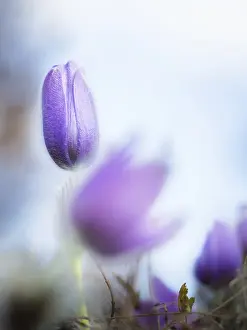 Pasque Flower Imprime: Pasque flower in spring