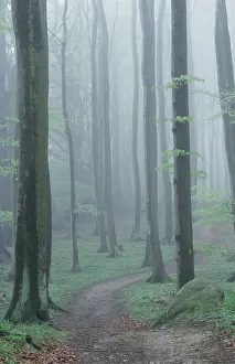 Beech Forest Germany Imprime: Path in Beech Forest in spring