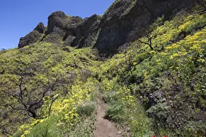 Uninhabited Mountainous Landscape Imprime: Path through blooming vegetation
