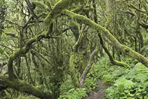 Laurel Forest Spain Imprime: Path in the cloud forest, laurel forest