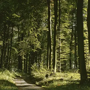 Deciduous Forest Imprime: Path through deciduous forest in summer