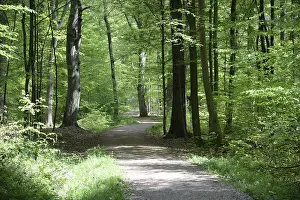 Deserted Hiking Trail Imprime: Path, forest path, forest, forest