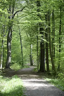 Forest Path Imprime: Path, forest path, forest, forest