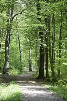 Forest Path Imprime: Path, forest path, forest, forest