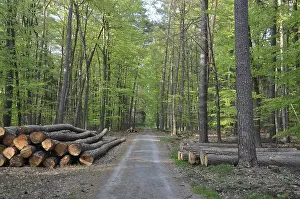 Forest Management Imprime: Path, forest road, tree trunks