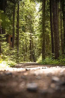 Deserted Forest Path Imprime: Path in the forest in sunlight