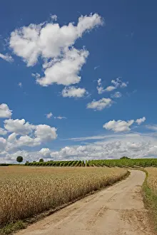 Grain Field Landscape Imprime: Path between grain and vine fields