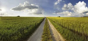 Bavarian Countryside View Imprime: Path leading through corn fields at sunset
