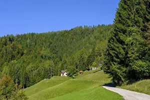 European Trees Imprime: The path to the Najevnik lime tree