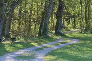 German Countryside Landscape Shot Imprime: Path, Park, Bench, Forest, Spring