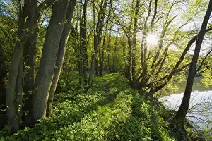 Deserted Valley Germany Imprime: path on riverside in spring with sun