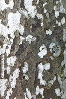 Plane Tree Bark Imprime: Patterned bark of a plane tree