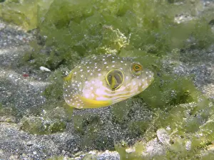 Imágenes fechadas el 2 de agosto de 2024: Print patterned pufferfish seagrass