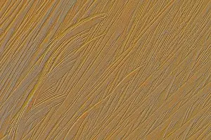 Tree Trunk Patterns Imprime: Patterns in a tree trunk