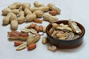 Studio Shot Peanuts Imprime: Peanuts in shell, partially opened, Germany