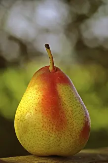 Fresh Pear Imprime: Pear