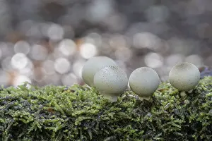 Emsland Nature Walk Imprime: Pear dusters (Apioperdon pyriforme)