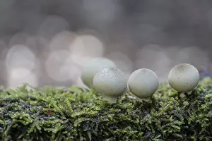 German Higher Fungi Imprime: Pear dusters (Apioperdon pyriforme)