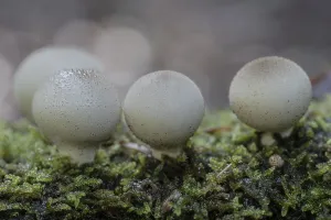 Northern Germany Mushrooms Imprime: Pear dusters (Apioperdon pyriforme)