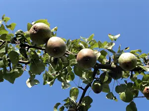 Colorful Vegetation Imprime: Pears