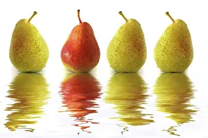 Food Studio Shot Imprime: Four pears, three green, one red, with reflection